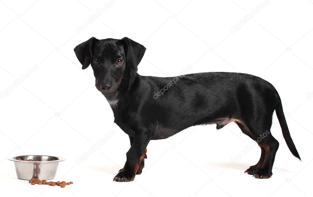 Black little dachshund dog and food isolated on white