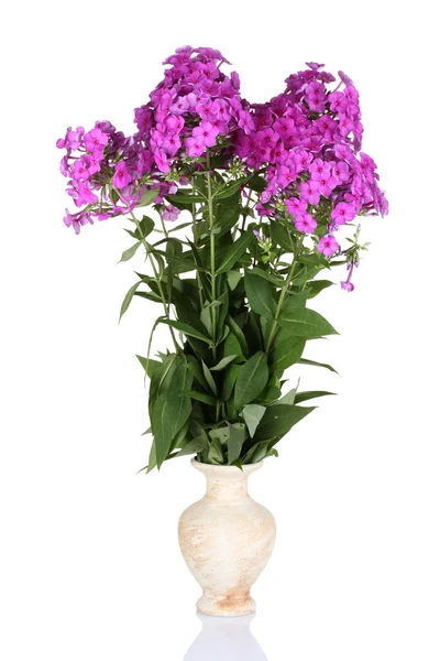 Bouquet of phlox in vase isolated on white — Stock Photo, Image