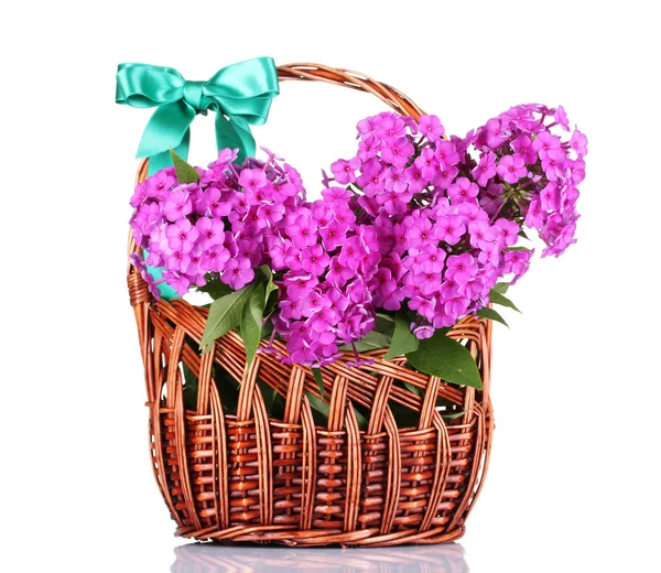 Bouquet of phlox in basket isolated on white — Stock Photo, Image