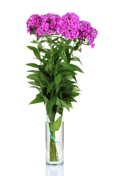 Bukiet kwiaty domowe w wazonie na białym tle — Zdjęcie stockowe