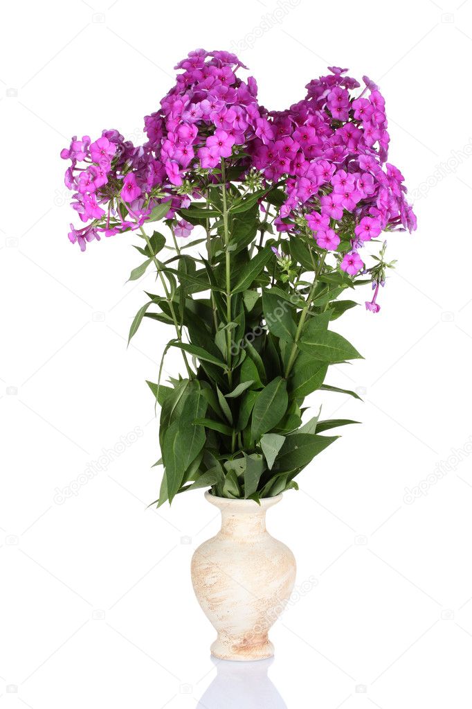 フロックス白で隔離される花瓶の花束 ストック写真 C Belchonock