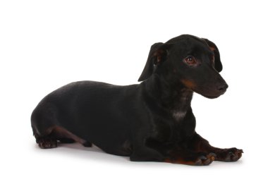 beyaz izole siyah küçük dachshund köpek