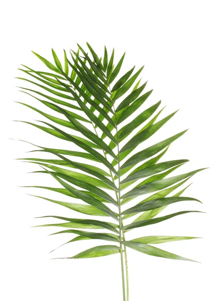 Belle foglie di palma isolate su bianco — Foto Stock
