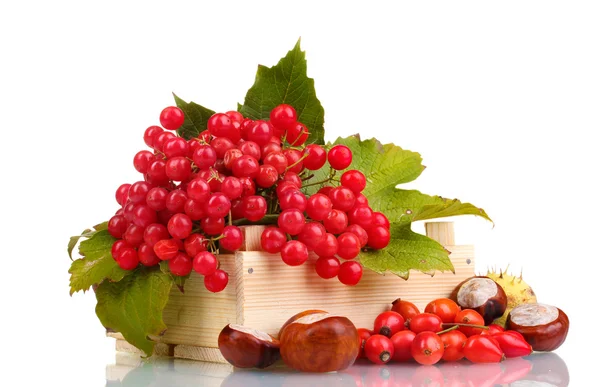 Red berries of viburnum in wooden box, chestnuts and briar isolated on whit — Stock Photo, Image