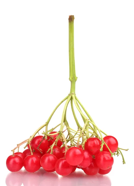 白で隔離されるガマズミ属の木の赤い果実 — ストック写真
