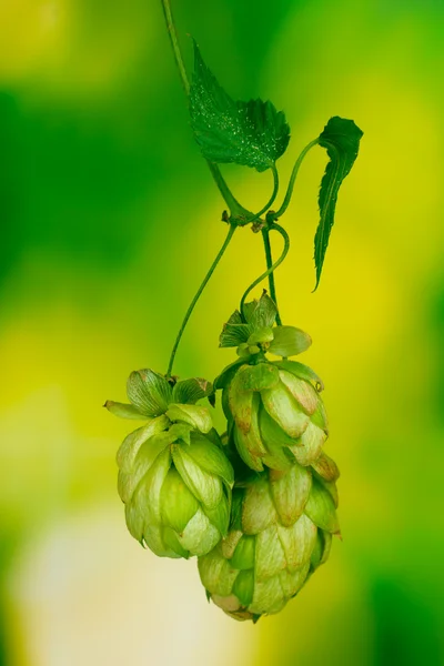 Piękny zielony hop na zielonym tle — Zdjęcie stockowe