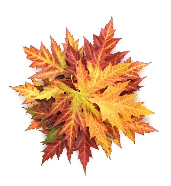白で隔離され鮮やかな秋のカエデの葉 — ストック写真