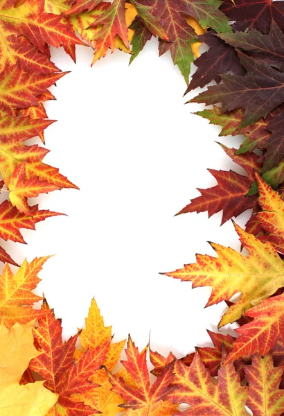 Hojas de arce de otoño vívidas aisladas en blanco —  Fotos de Stock