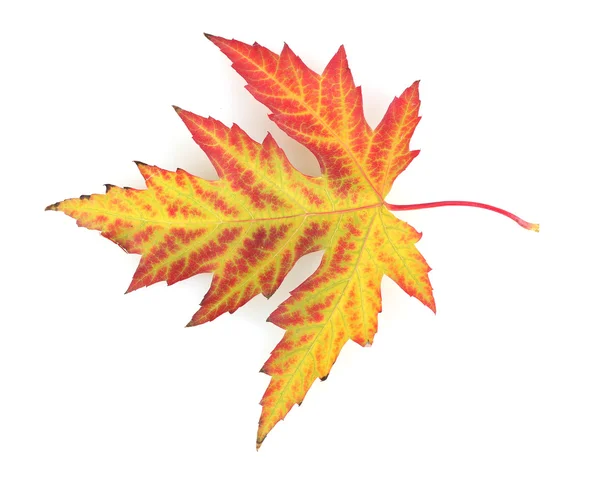 Levendige herfst esdoornblad geïsoleerd op wit — Stockfoto