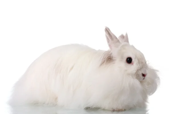 フワフワの白いウサギを白で隔離されます。 — ストック写真