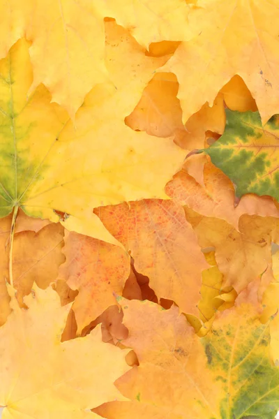Beautiful background of bright autumn leaves — Stock Photo, Image