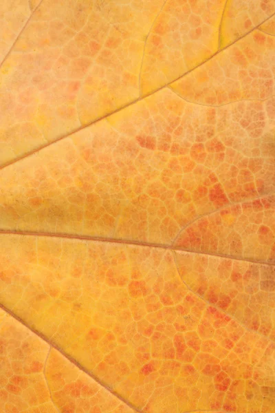 Vackra höst löv, textur — Stockfoto