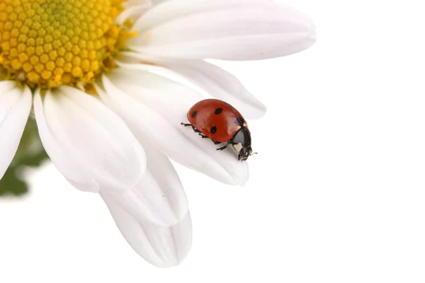 坐在白色上孤立的洋甘菊花 ladybud — 图库照片