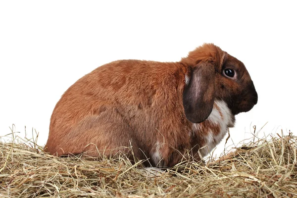 Schlappohr-Kaninchen im Heuhaufen auf weißem Hintergrund — Stockfoto