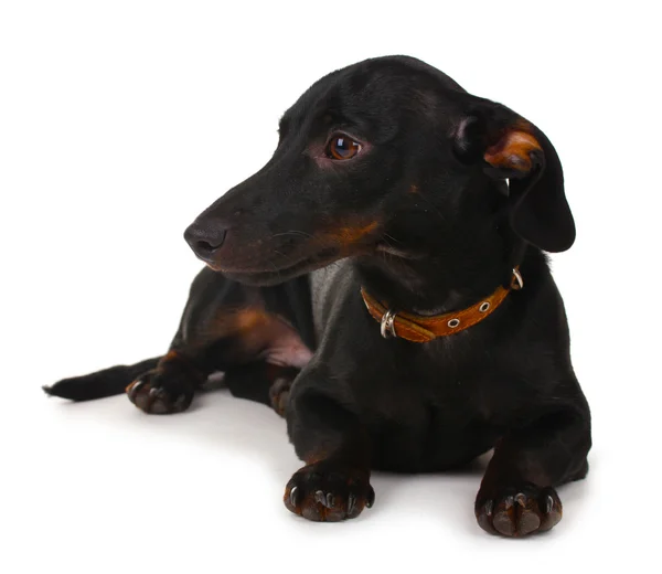 Pies czarny jamnik mało na białym tle — Zdjęcie stockowe