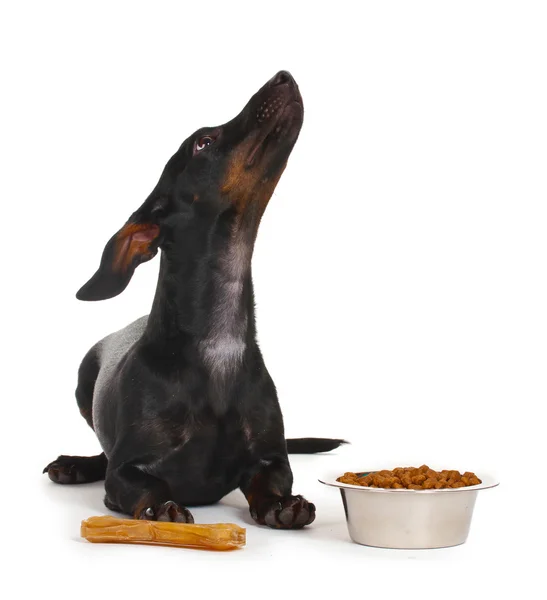 Black little dachshund dog isolated on white — Stock Photo, Image