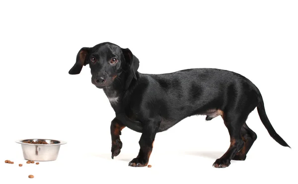 Siyah küçük daksund köpek ve gıda üzerinde beyaz izole — Stok fotoğraf