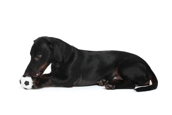 Black little dachshund dog and ball isolated on white — Stock Photo, Image