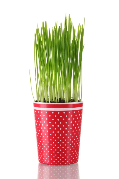 白で隔離され、植木鉢に緑の草 — ストック写真