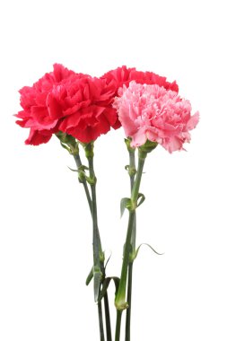 Bouquet of carnations isolated on white clipart