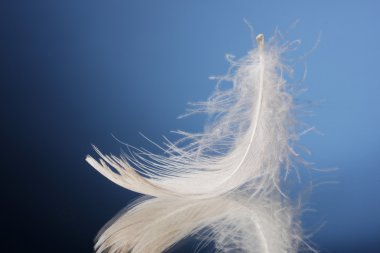 Beautiful feather on blue background clipart