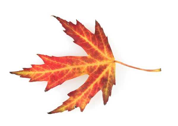 Folha de bordo de outono vívida isolada em branco — Fotografia de Stock
