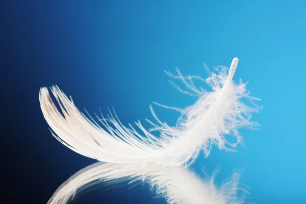 Beautiful feather on blue background — Stock Photo, Image