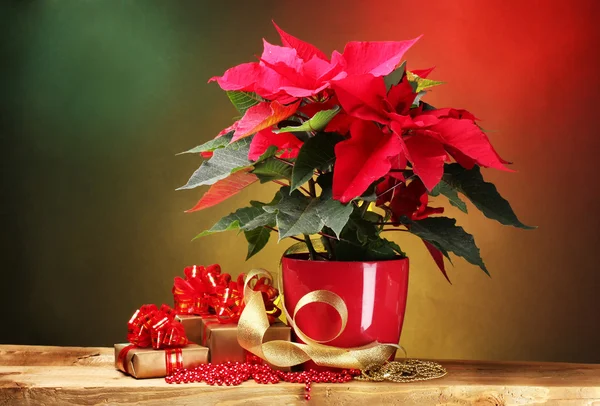 Krásné vánoční hvězda v květináč na dřevěný stůl na světlé pozadí — Stock fotografie