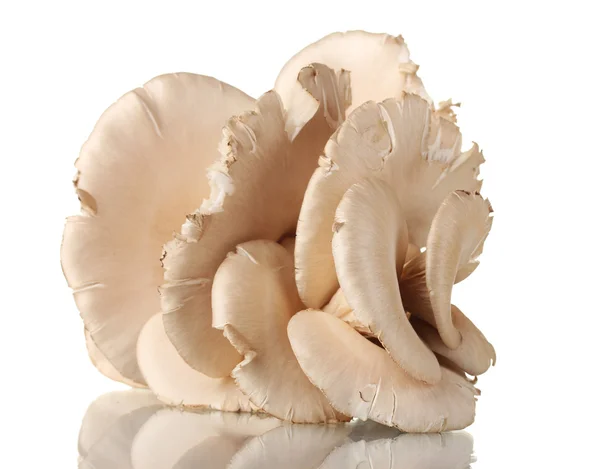 Oyster mushrooms isolated on white — Stock Photo, Image