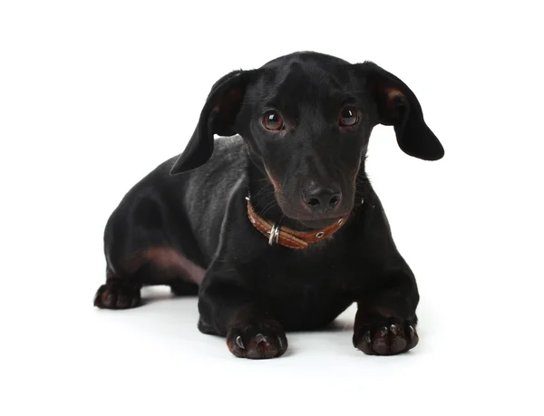 Zwarte weinig teckel hond geïsoleerd op wit — Stockfoto