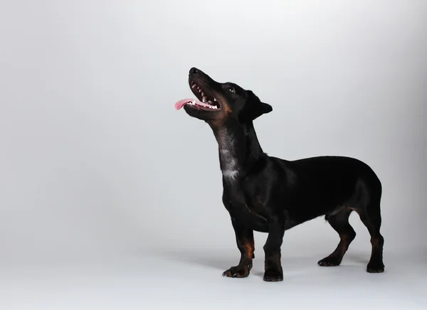Gri arka plan üzerinde siyah küçük dachshund köpek — Stok fotoğraf