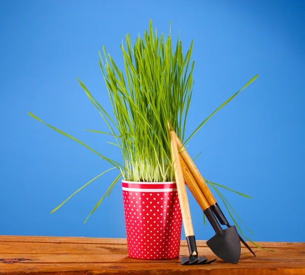 Зеленая трава в цветочном горшке на синем фоне — стоковое фото