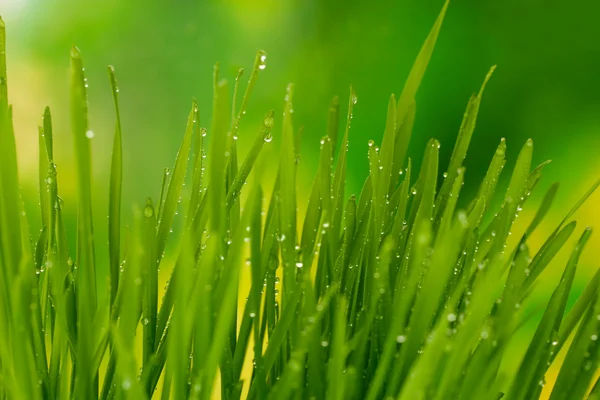 Primeros planos de hierba verde —  Fotos de Stock