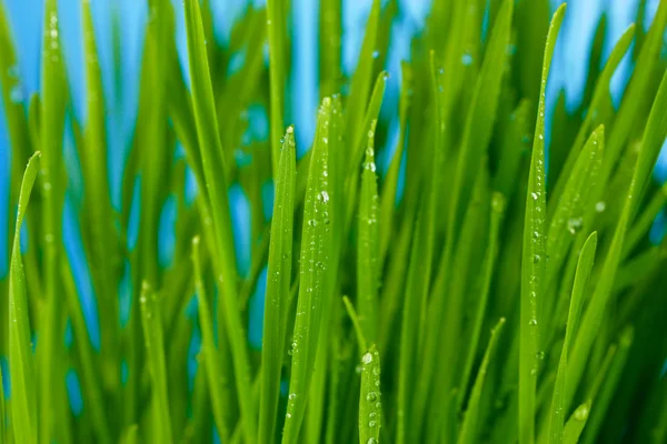 Primeros planos de hierba verde —  Fotos de Stock