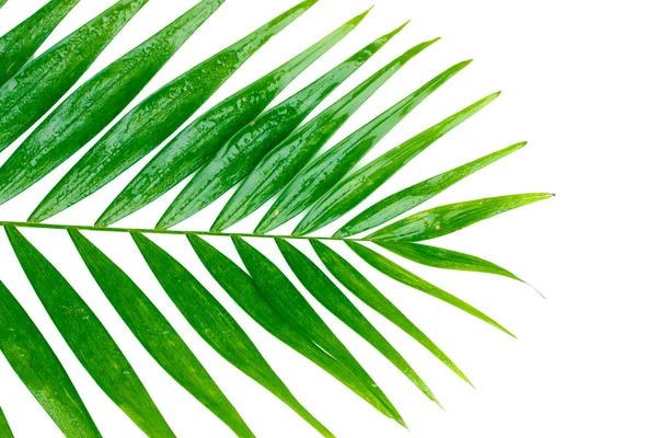 Schönes Palmblatt isoliert auf weiß — Stockfoto