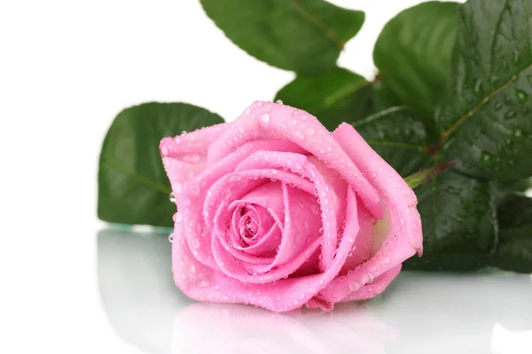 Pink rose isolated on white — Stock Photo, Image