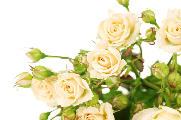孤立在白色的小玫瑰 — 图库照片