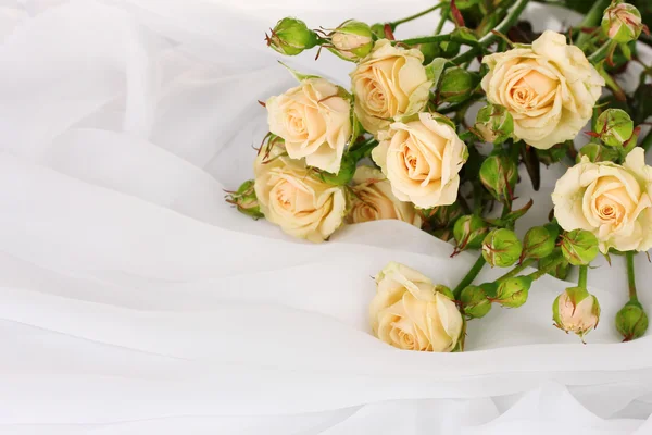 白で隔離される白い布で小さなバラ — ストック写真