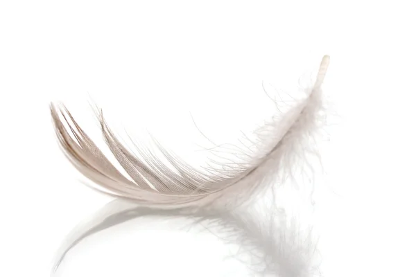 Одинарне пухнасте перо ізольоване на білому — стокове фото