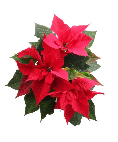 stock image Beautiful poinsettia isolated on white