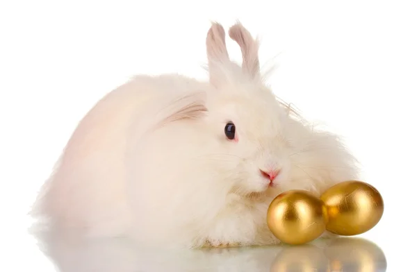 stock image Fluffy white rabbit with golden eggs isolated on white