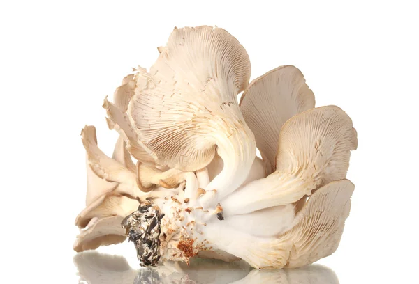 Austernpilze isoliert auf weiß — Stockfoto