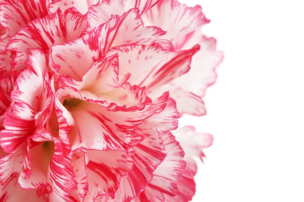 Beautiful carnation isolated on white — Stock Photo, Image
