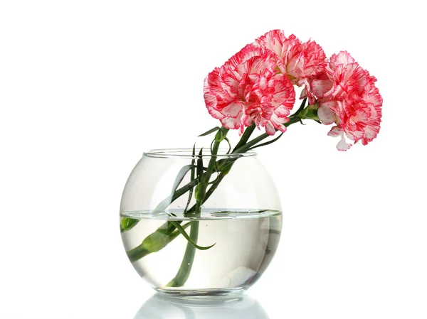Schöne Nelken transparente Vase isoliert auf weiß — Stockfoto