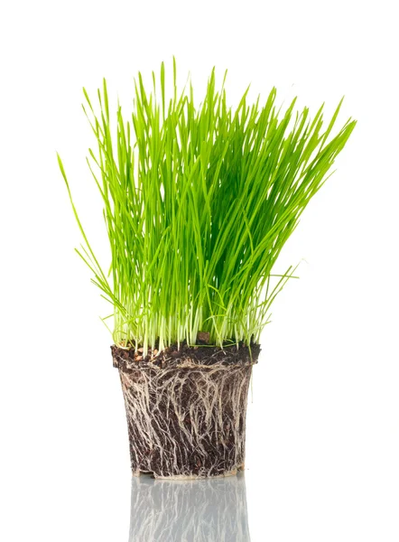Зеленая трава с землей, изолированной на белом — стоковое фото
