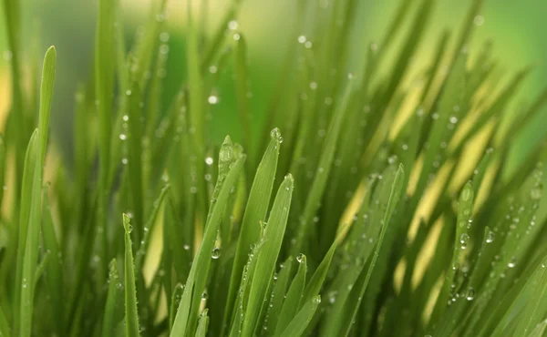 Green grass closeup — Stock Photo, Image