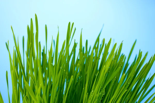 Зеленая трава на голубой навозной площадке крупным планом — стоковое фото