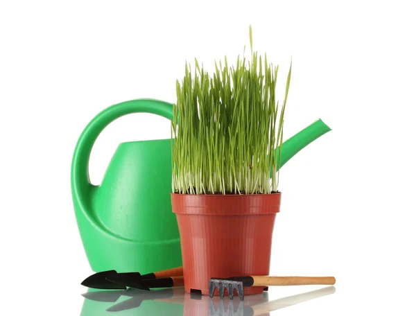 Grama verde em um vaso isolado em branco — Fotografia de Stock