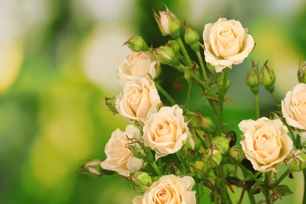 stock image Beautiful small roses on green background