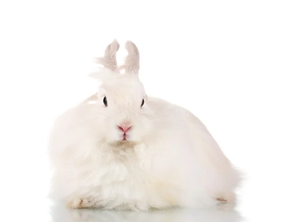 Puszysty biały królik na białym tle — Zdjęcie stockowe